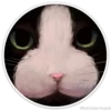 Círculos con gatos 21