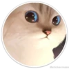 Círculos con gatos 22