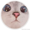 Círculos con gatos 24