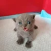 Изумлённый серый котёнок