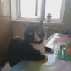 Кот за столом