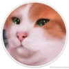 Círculos con gatos 26