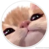 Círculos con gatos 27