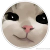 Círculos con gatos 29