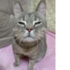 Довольный полосатый кот