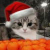 NEWYEAR_CATS 4