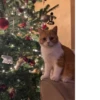 NEWYEAR_CATS 5