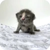 МRгкие всратыши 3 5