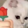 Fucking kity 5