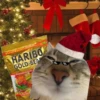 NEWYEAR_CATS 7