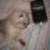 Cãtš 5