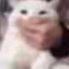 Fucking kity 6