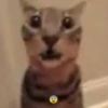 Fucking kity 7