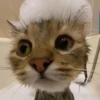 Cãtš 8