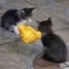 Fucking kity 8