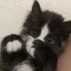 Cãtš 12