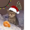 NEWYEAR_CATS 8