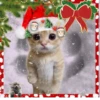 NEWYEAR_CATS 9