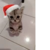 NEWYEAR_CATS 10