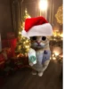 NEWYEAR_CATS 11