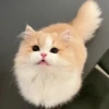 Cãtš 15