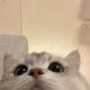 Cãtš 16