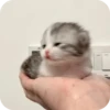 МRгкие всратыши 3 17