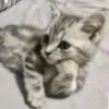 Cãtš 17