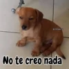 🧿Memes pop 3😎👌🏻 14