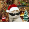 NEWYEAR_CATS 13