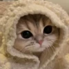 Cãtš 18