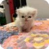 МRгкие всратыши 3 19