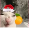 NEWYEAR_CATS 14