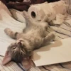 Cãtš 20