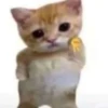 Fucking kity 23