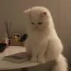 Cãtš 21