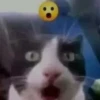 Fucking kity 24