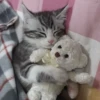 Cãtš 23
