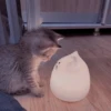 Cãtš 24