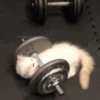 Cãtš 25