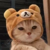Cãtš 26