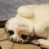 Go kitty go :: 25