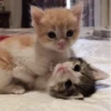 Go kitty go :: 26