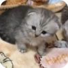 МRгкие всратыши 3 28