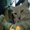 Fucking kity 27