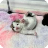 МRгкие всратыши 3 29