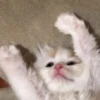 Cãtš 30