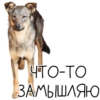 Лента Добра х Vetland Adoption (@dobrayalenta ) 5