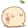 Mini pig 6