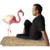 The Mystery of the Pink Flamingo 5